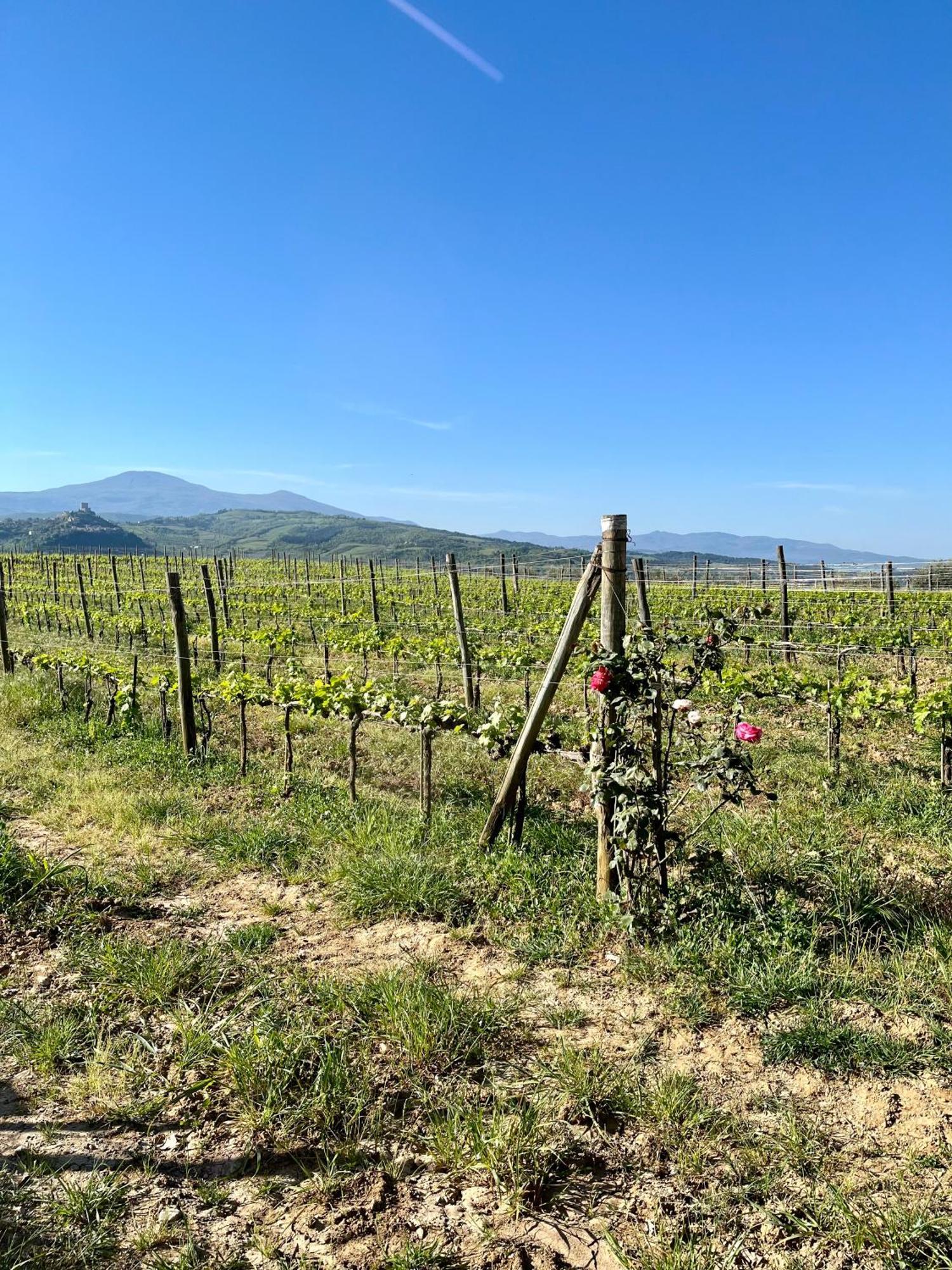 Agriturismo Le Querciole In Val D'Orcia 바뇨비뇨니 외부 사진