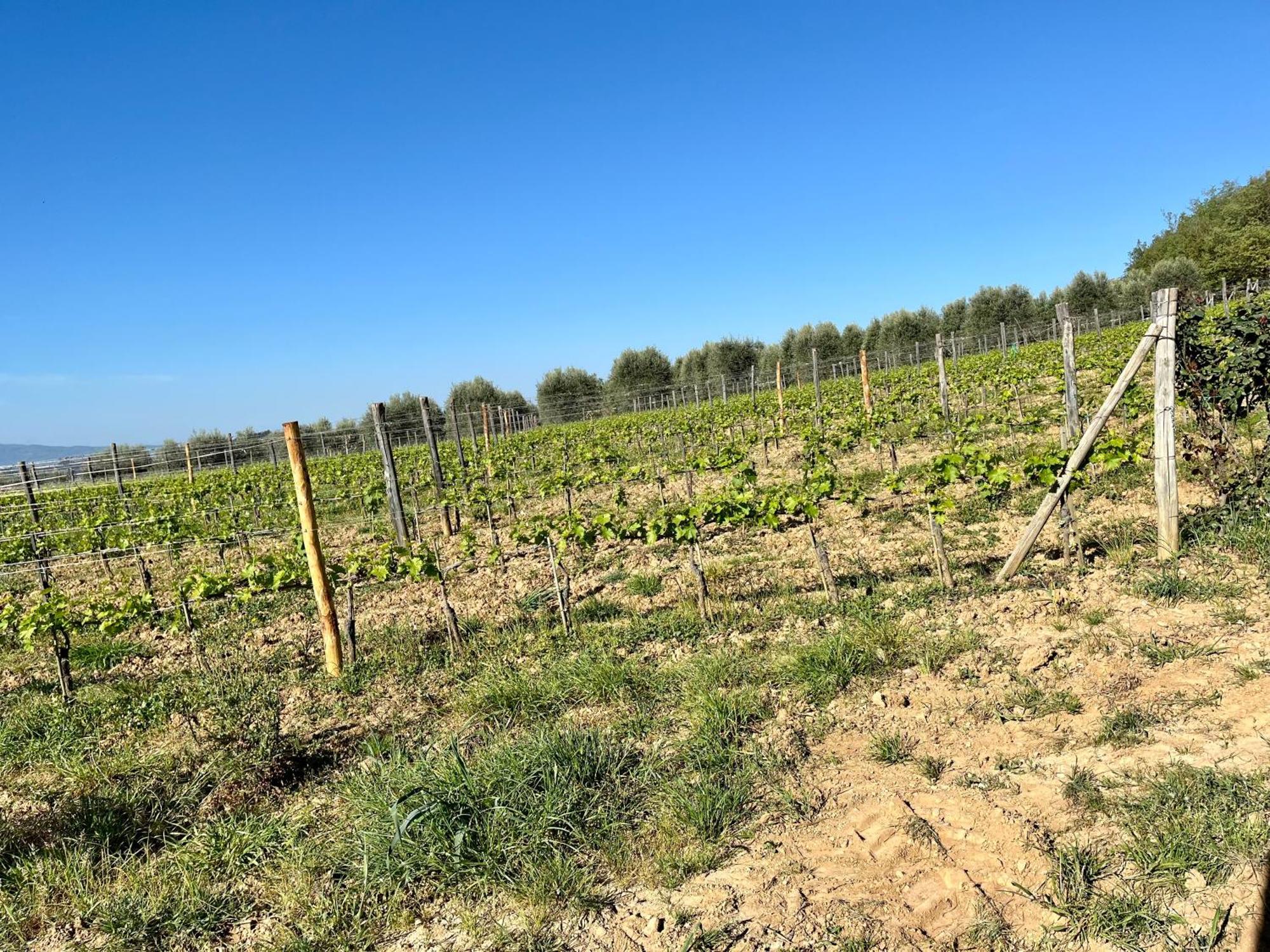 Agriturismo Le Querciole In Val D'Orcia 바뇨비뇨니 외부 사진